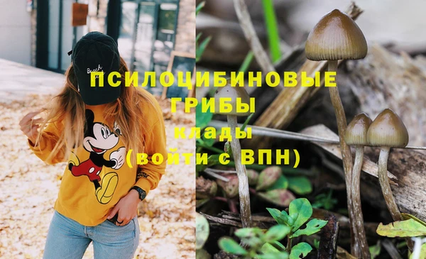крисы Алзамай